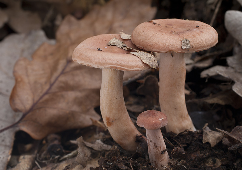 Lactarius decipiens